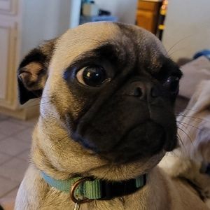 Meet your Posher, Paula